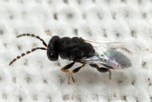 Réf. 312 290 : Eurytoma sp.